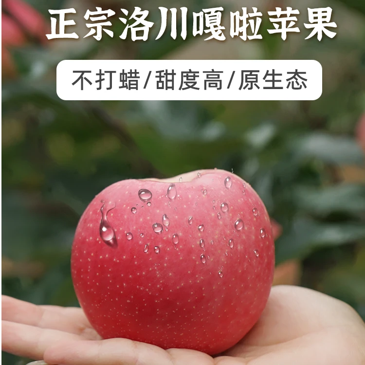 陕西正宗2024头茬洛川嘎啦苹果新鲜采摘新鲜发货脆甜高品质好吃