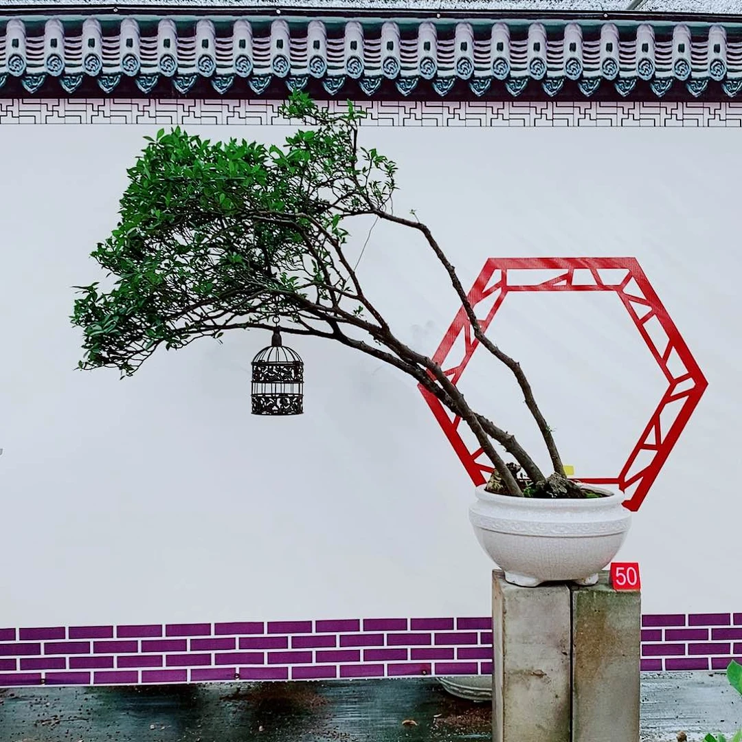 港澳栀子花一物一拍