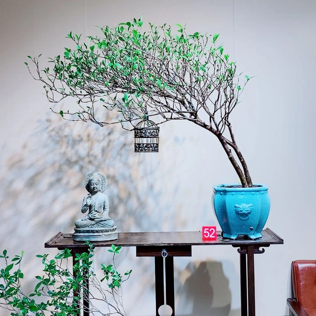 海岛栀子花一物一拍