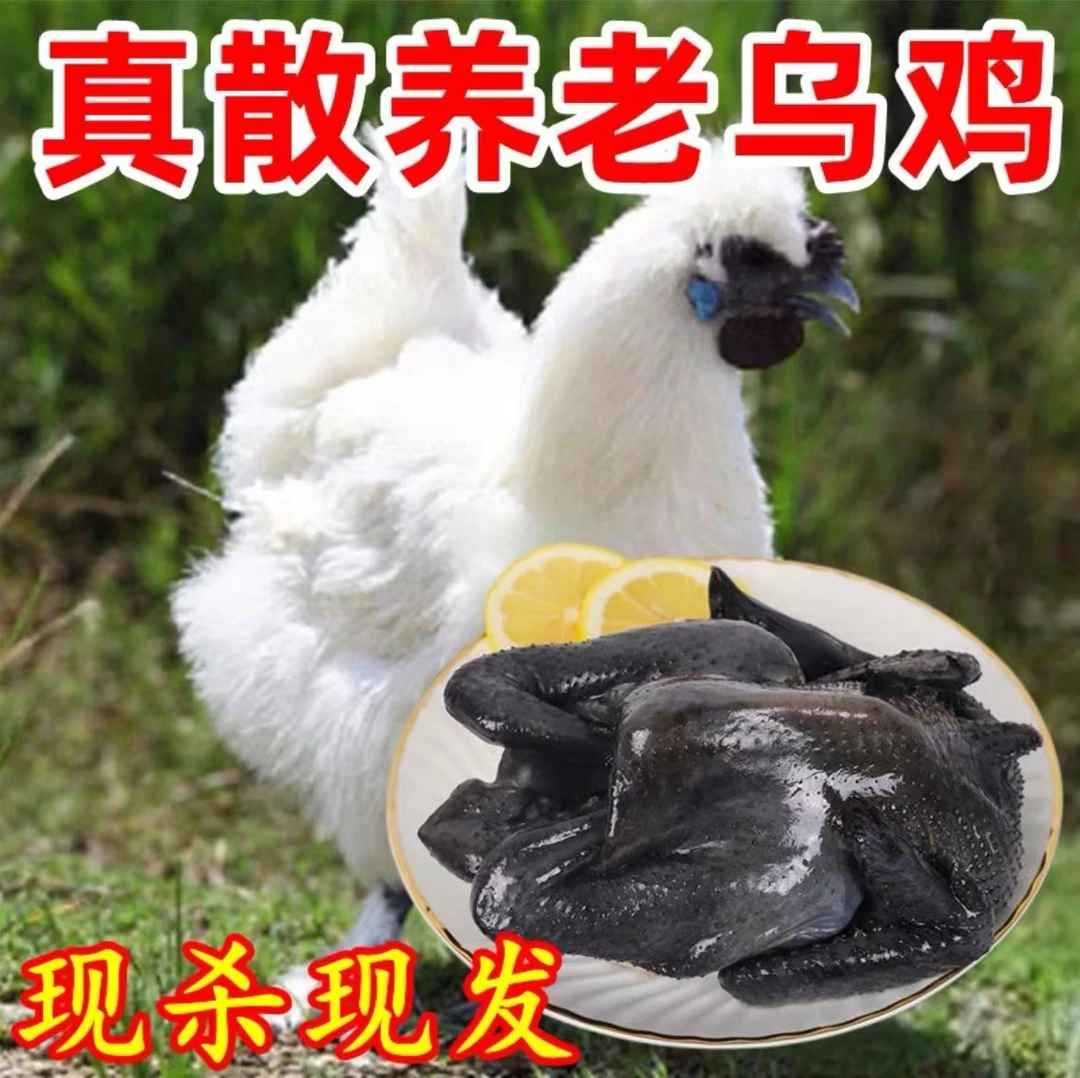 农家散养乌鸡3只 新鲜现杀乌骨鸡土鸡 谷物喂养散养乌鸡