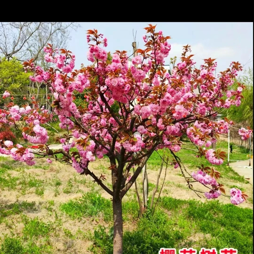 甘淼园林樱花树苗庭院风景树盆栽