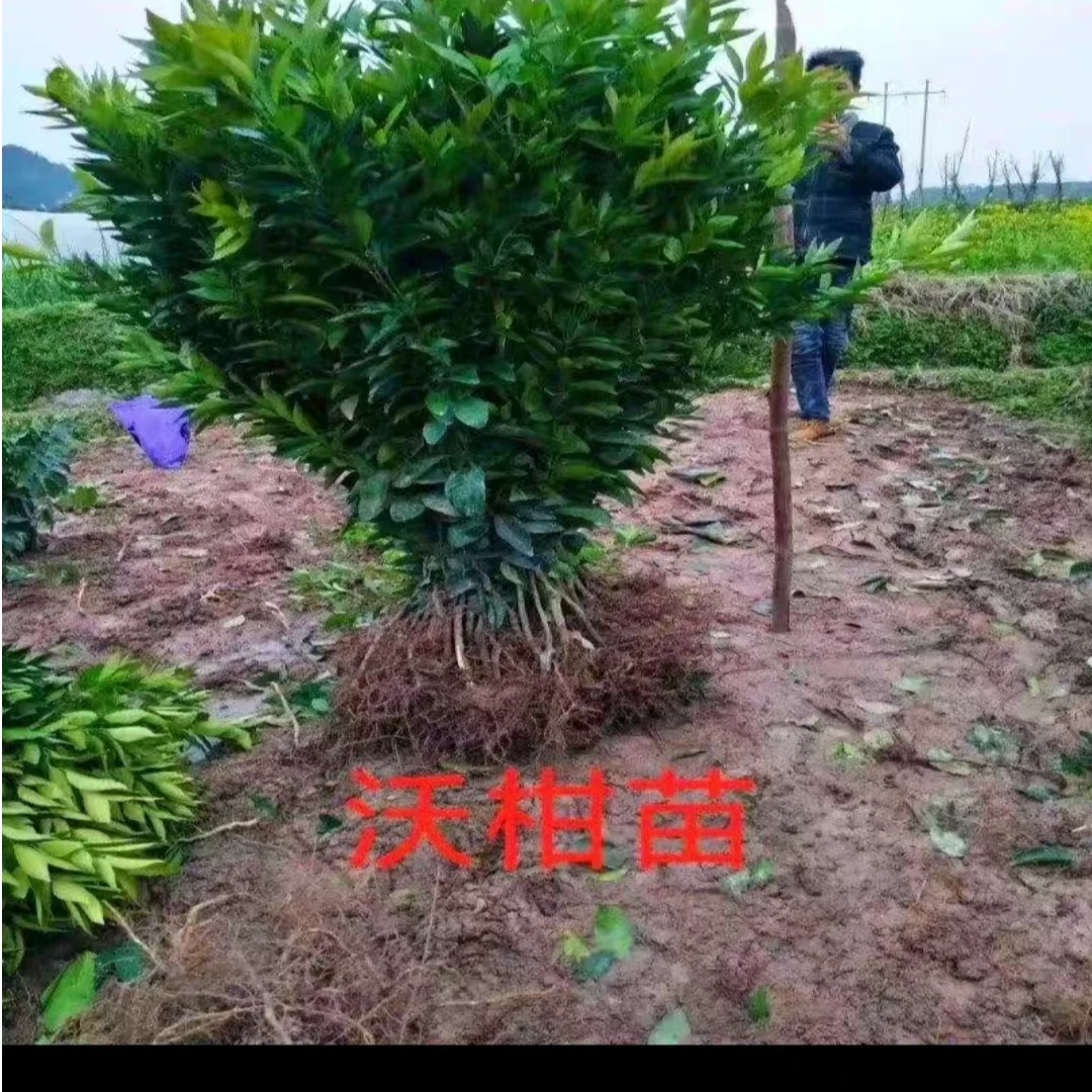 091沃柑柑橘树苗南北方地载盆栽嫁接盆栽
