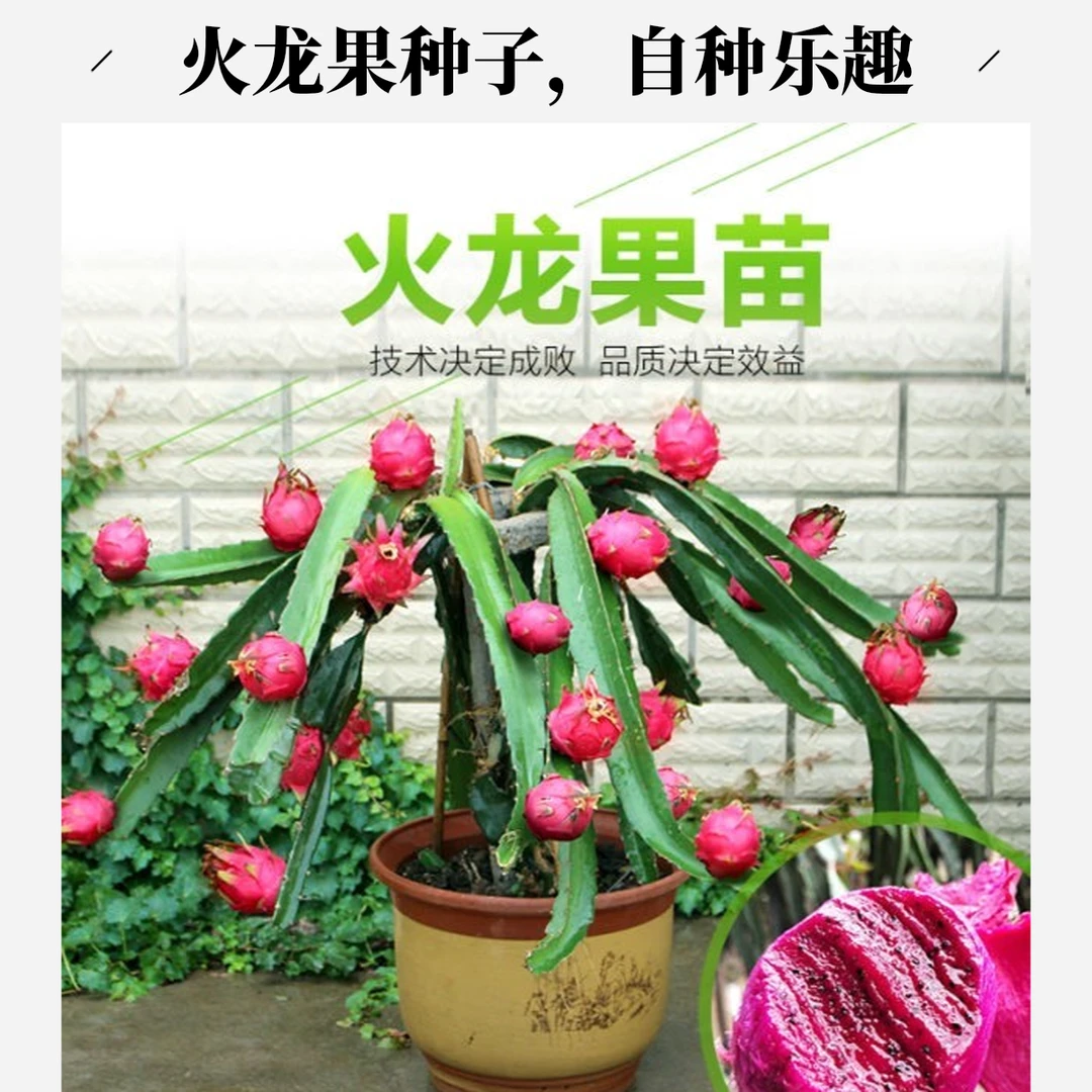 元花梦甘淼园林火龙果基地培育地栽盆栽火龙果苗