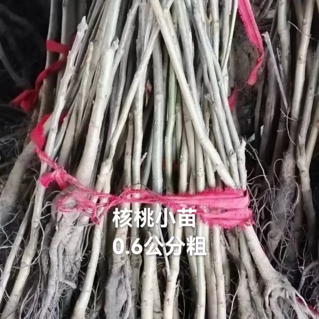 甘淼园林核桃树苗纸皮核桃树苗室外庭院种植