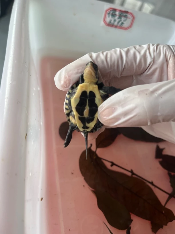 小乌龟巴西变异小青龟直播间一对一挑选，闲时勿拍！