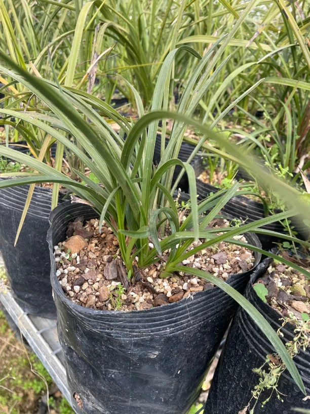 兰花惠兰新品 木纹草质