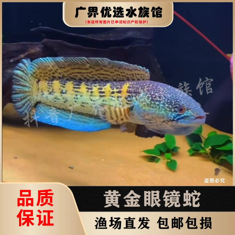 雷龙鱼印尼黄金眼镜蛇观赏鱼猛鱼热带鱼淡水鱼鱼苗活体饲养混养