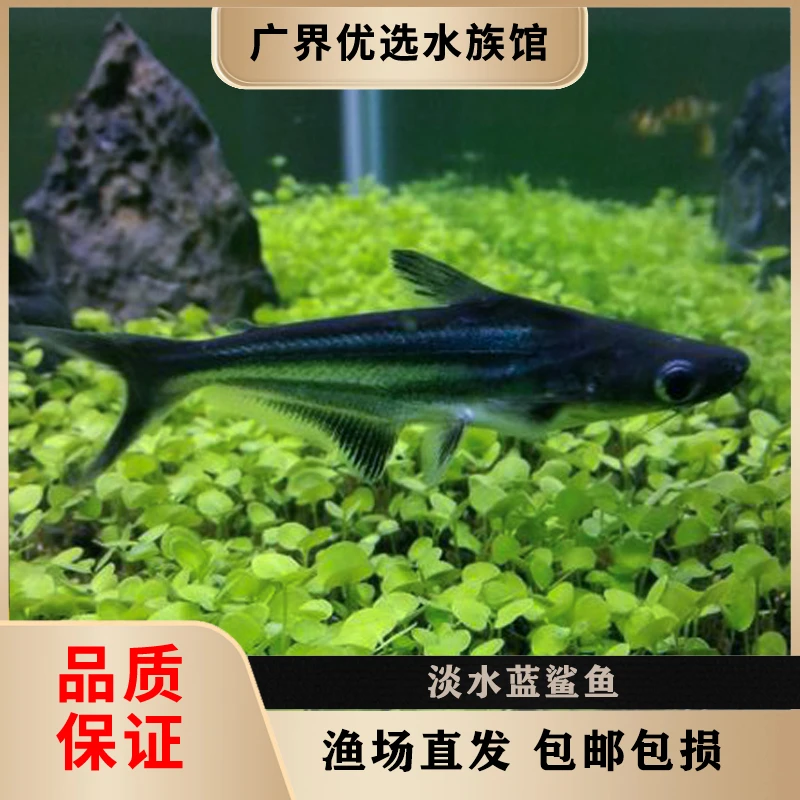 鲨鱼白化鲨鱼鲶鱼科小鱼活体小型淡水蓝鲨蓝鲨鱼群游鱼淡水虎鲨