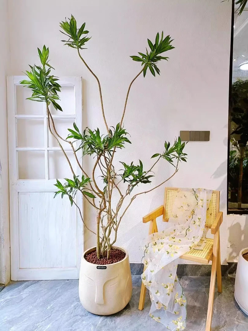 金心百合竹大盆室内好养植物除甲醛金边老桩百合竹网红客厅绿植