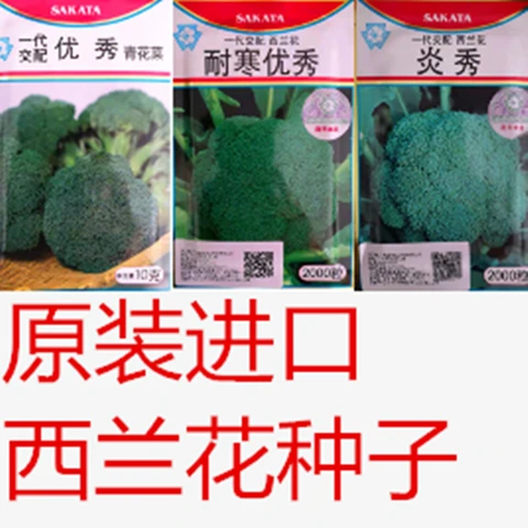 西兰花种子日本坂田原装进口青花菜种子炎秀优秀耐寒优秀西蓝花籽