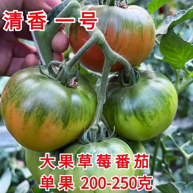 大果草莓番茄种子草莓柿子丹东铁皮柿子碱地特色大面积草莓西红柿