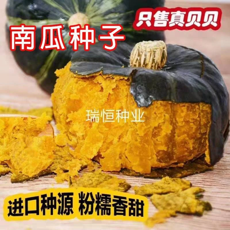 贝贝南瓜种子种苗粉糯香甜板栗南瓜种子贵族南瓜种子贝贝南瓜苗