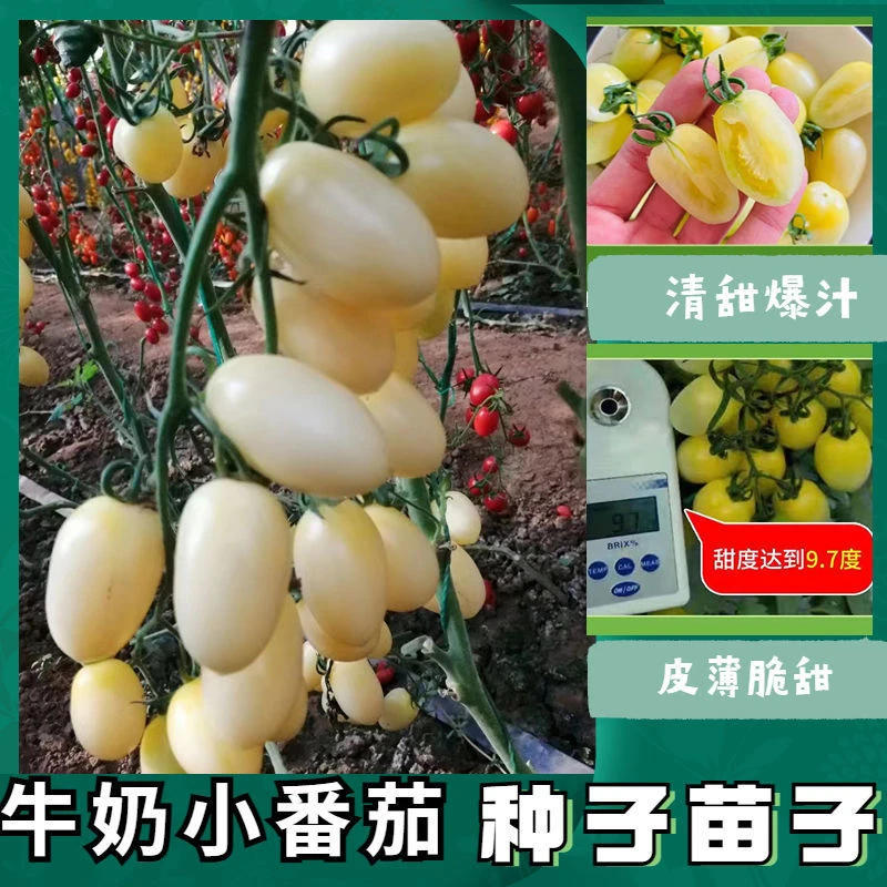 白色圣女果种子黑色樱桃番茄种子苗子白千禧小西红柿种子小番茄苗