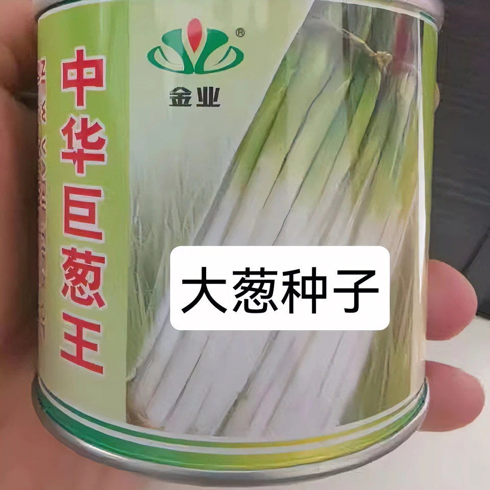 铁杆大葱四季小香葱种子直立盆栽小葱蔬菜种子良种大葱种子季节