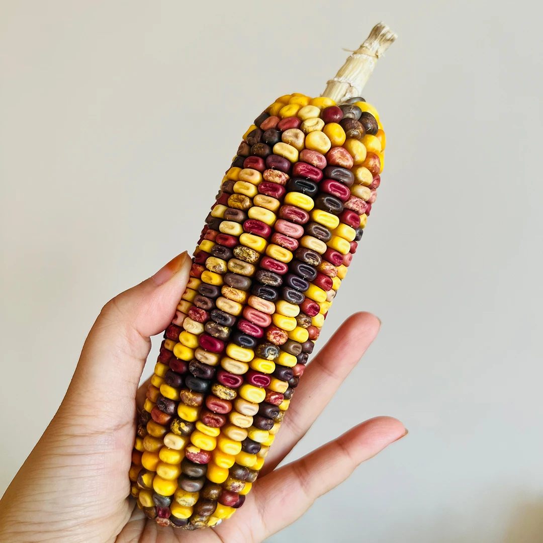 文玩玉米七彩小墩墩实色胖嘟嘟唇毛料直播间一物一拍【非直播勿拍】