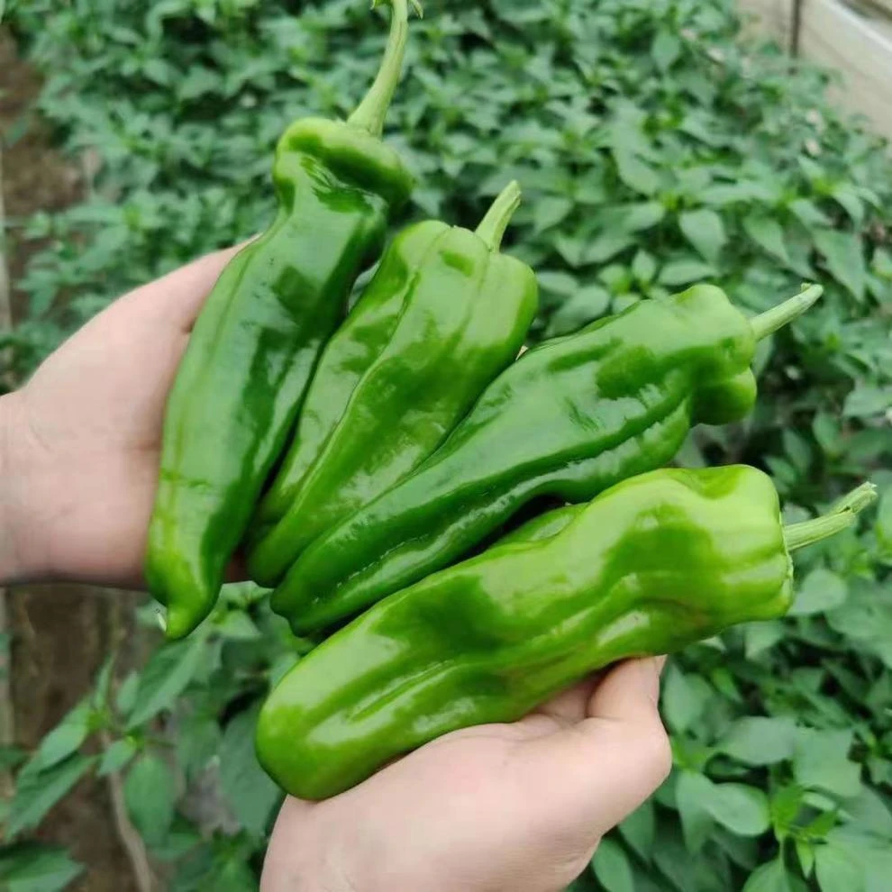 青椒 苏北露天青椒 现摘现发 嫩鲜虎皮椒口感好吃脆爽