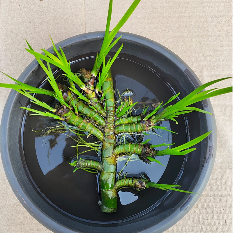 【直播专用一物一拍】菖蒲 绿植水培微景观阳台水养盆栽盆景