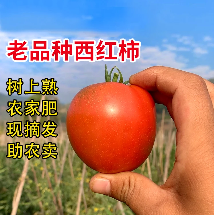 农家番茄 甜甜酸酸农家沙沙番茄 现场赶集代购（不支持退换）