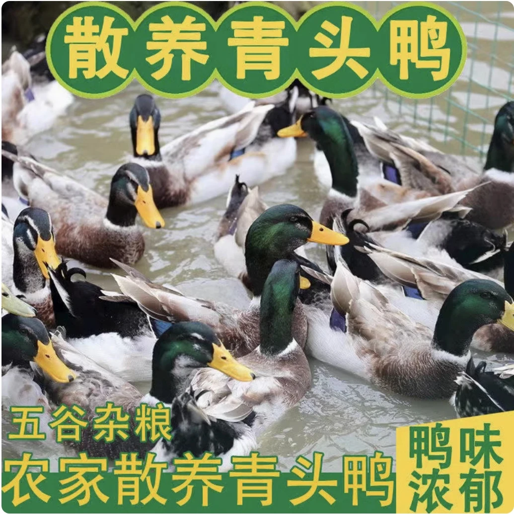 1年-泉水 老-鸭--啊妹现场收货  （不支持无理由退货）