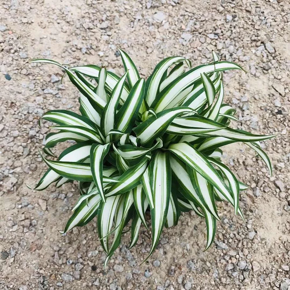 白玉吊兰绿植盆栽汉白玉金心吊兰稀有净化空气室内阳台绿植