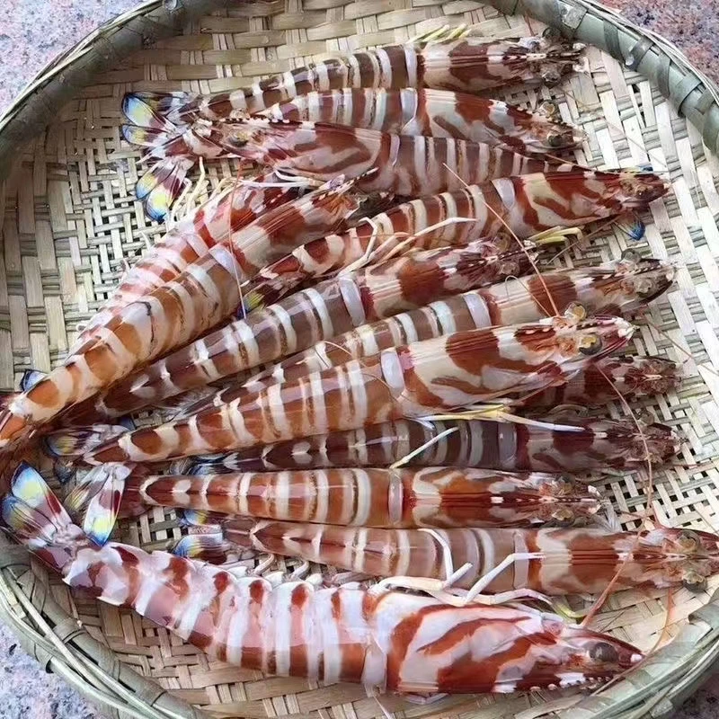 新鲜鲜活九节虾