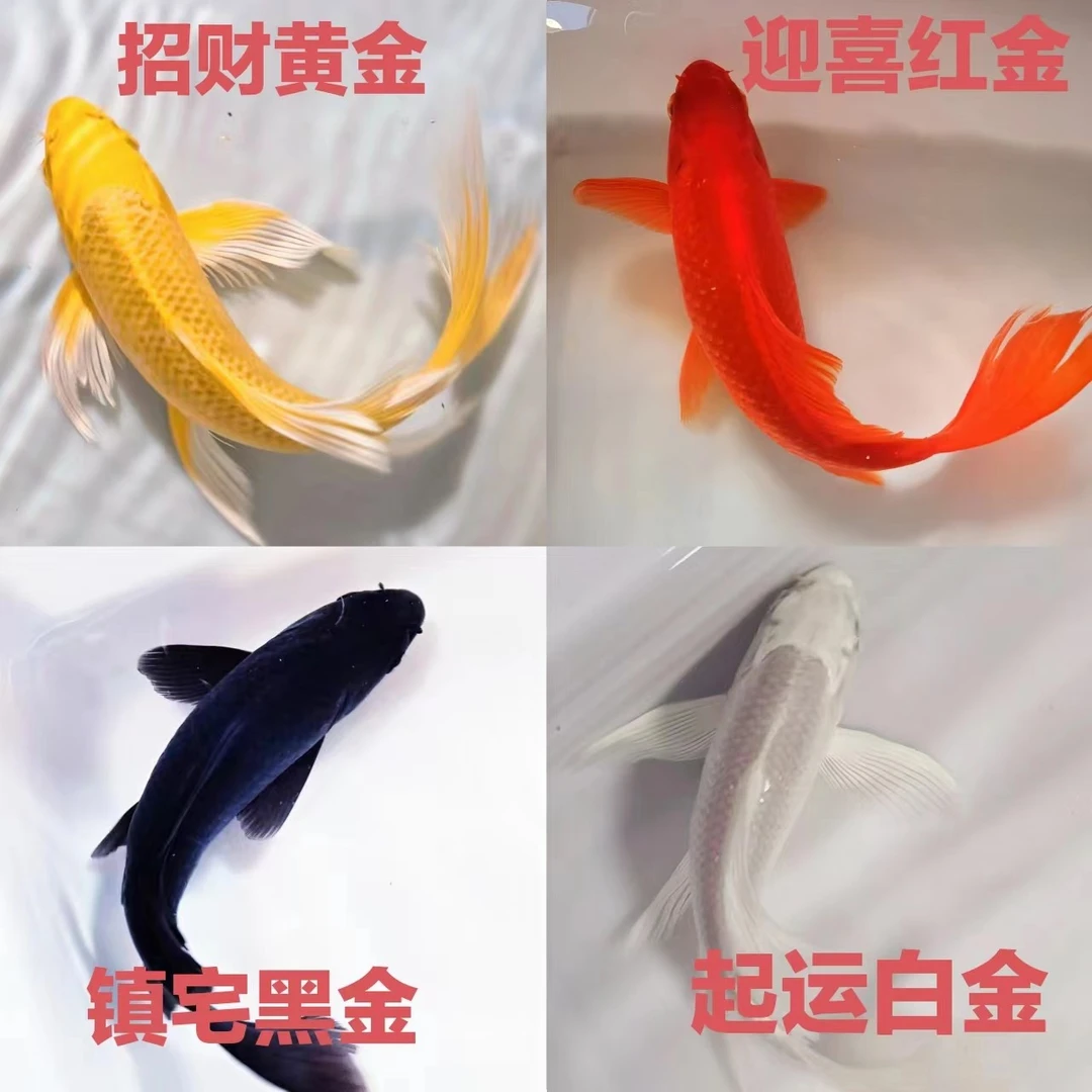 观赏鱼锦鲤鱼黑白红黄草金鱼冷水鱼淡水鱼