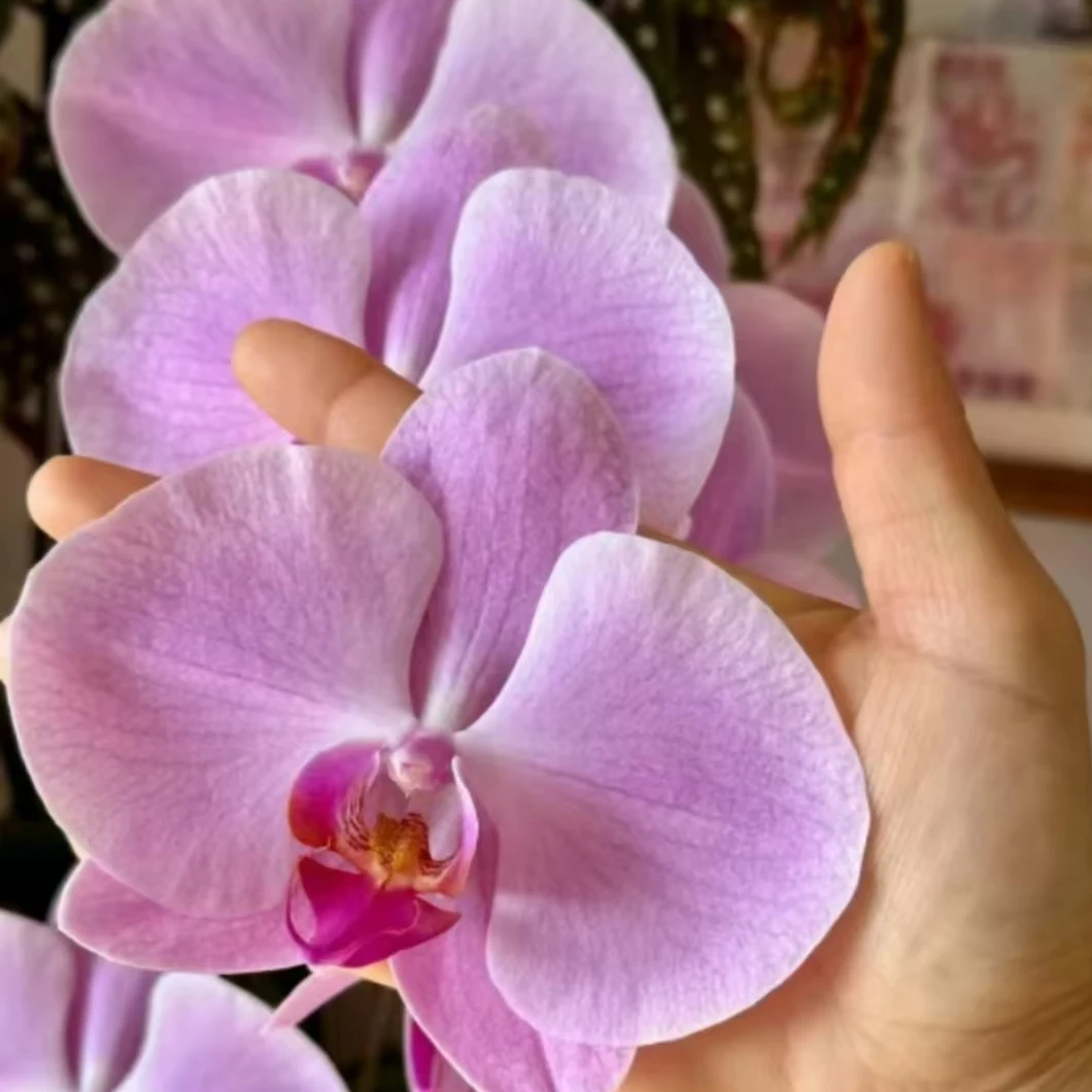 【倾城】蝴蝶兰花后苗拍一发二不售后，3.5寸加高杯（根叶瑕疵）