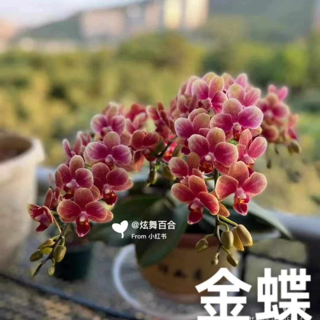 【金蝶】蝴蝶兰花后苗拍一发二不售后，3.5寸加高杯（根叶瑕疵）