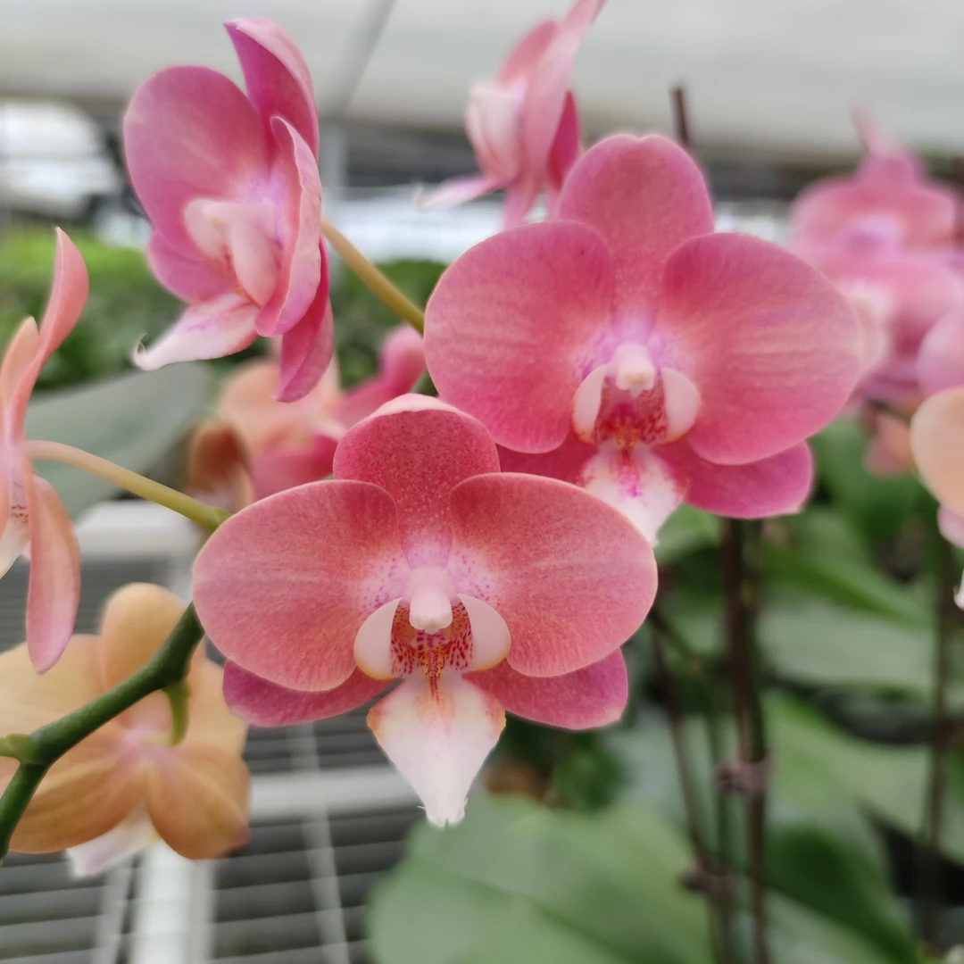 【鲑鱼】蝴蝶兰开花株（单梗）不售后，3.0寸加高杯