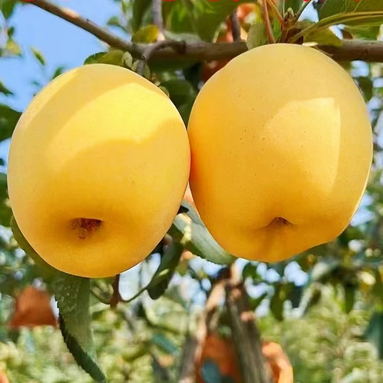 正宗山东烟台黄金奶油富士苹果当季现摘现发新鲜脆甜冰糖心水果