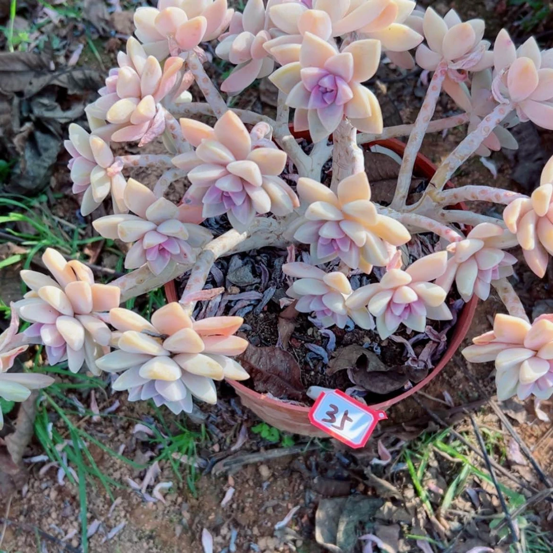 【闪购商品】武****艺精品多肉植物老桩