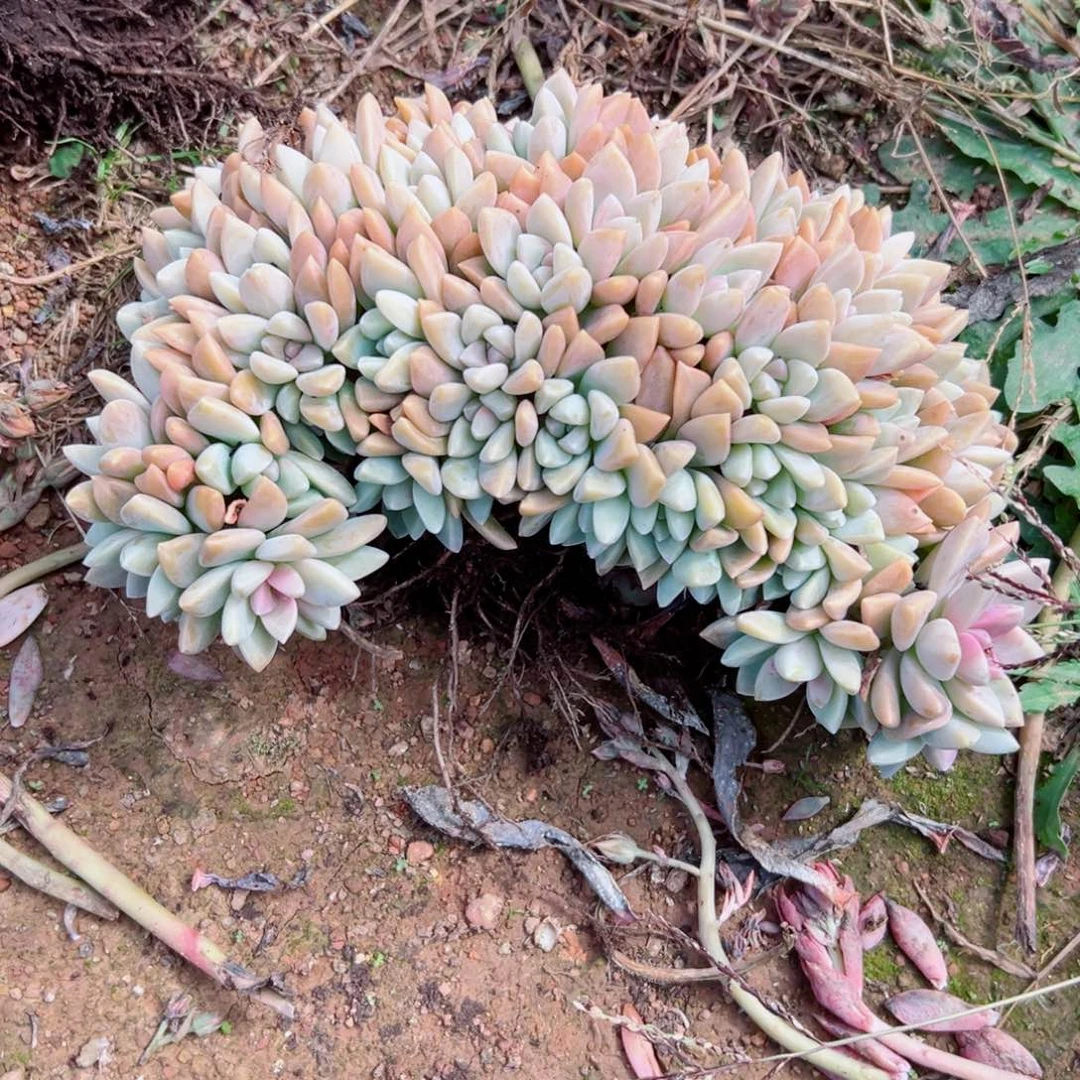 精品多肉植物老桩