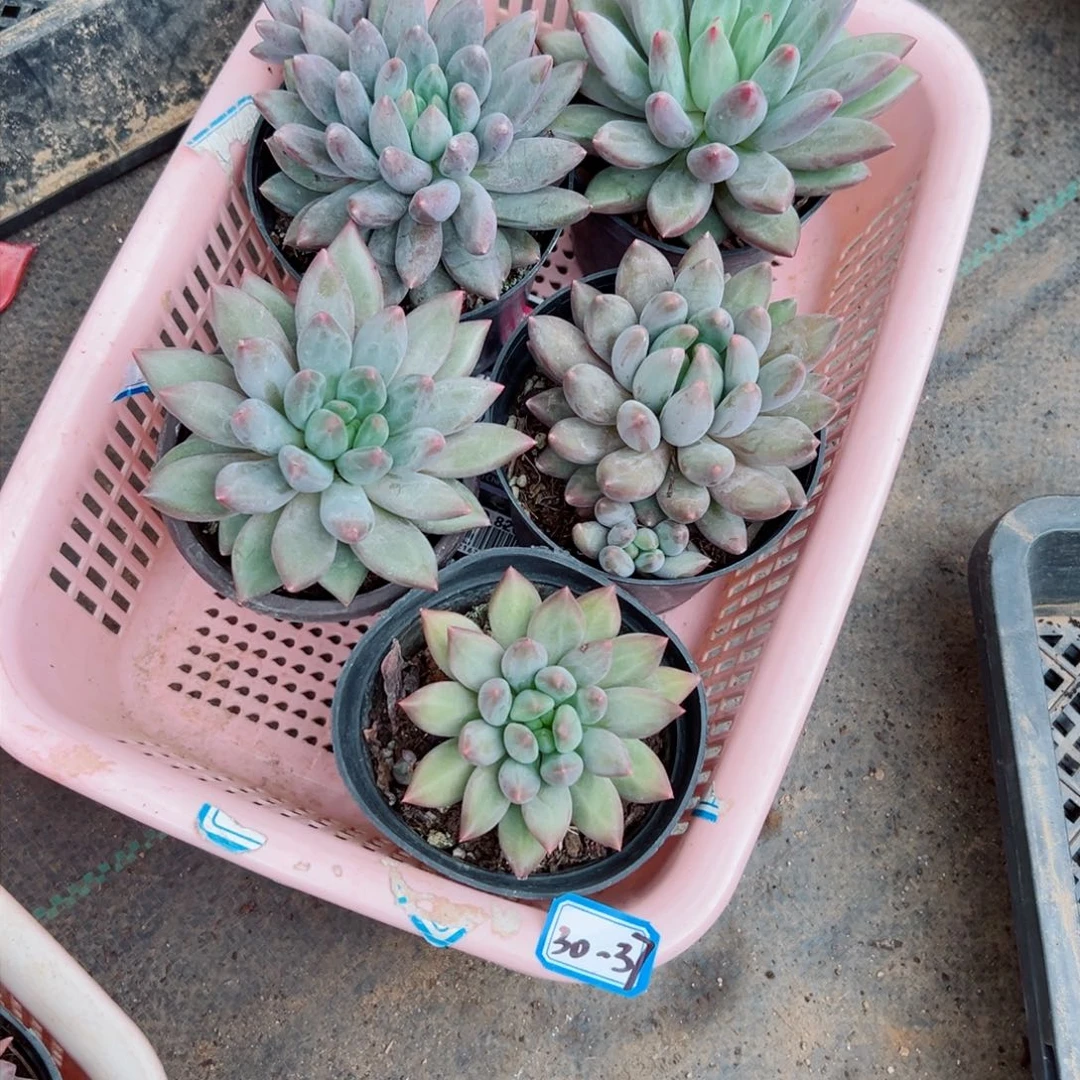 w***h精品多肉植物老桩