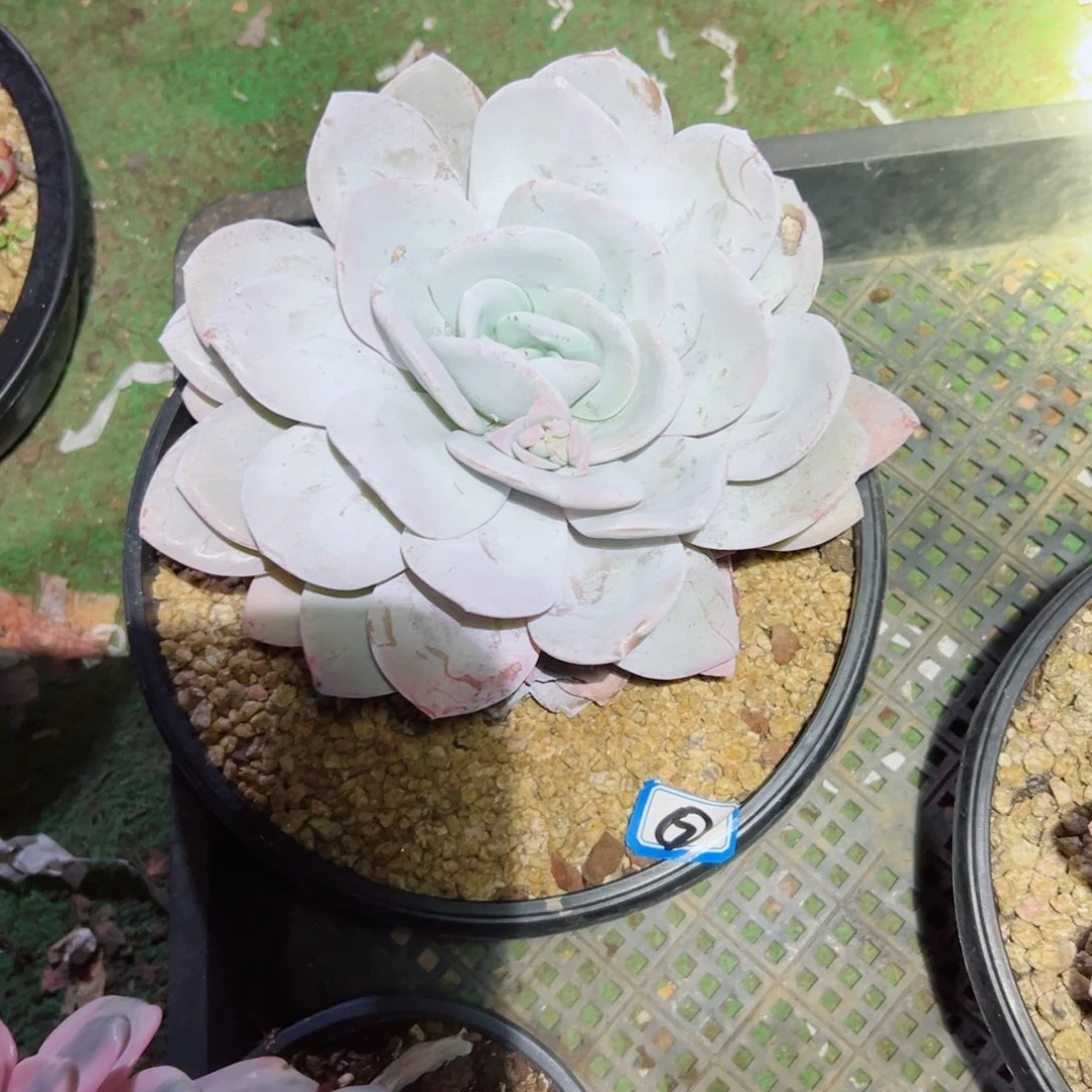 随*成精品多肉植物老桩