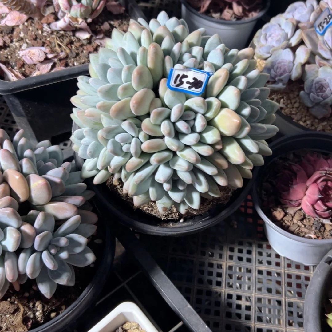 五*精品多肉植物老桩
