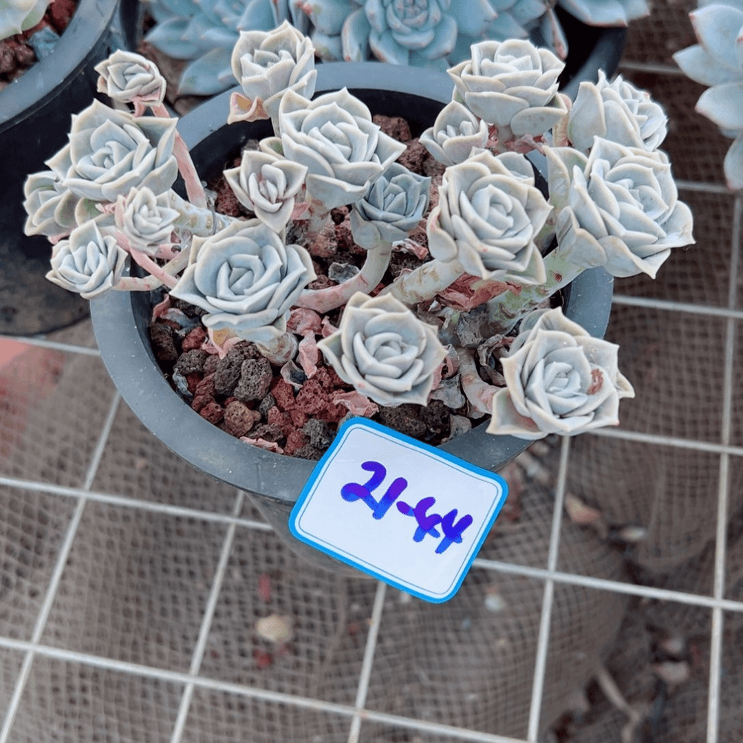 精品多肉植物老桩