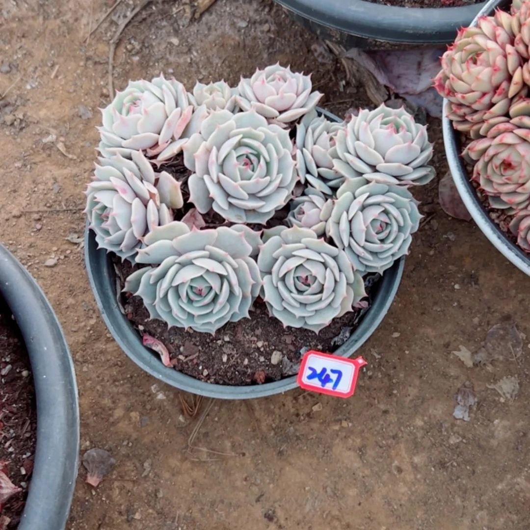 【闪购商品】梅**?精品多肉植物老桩