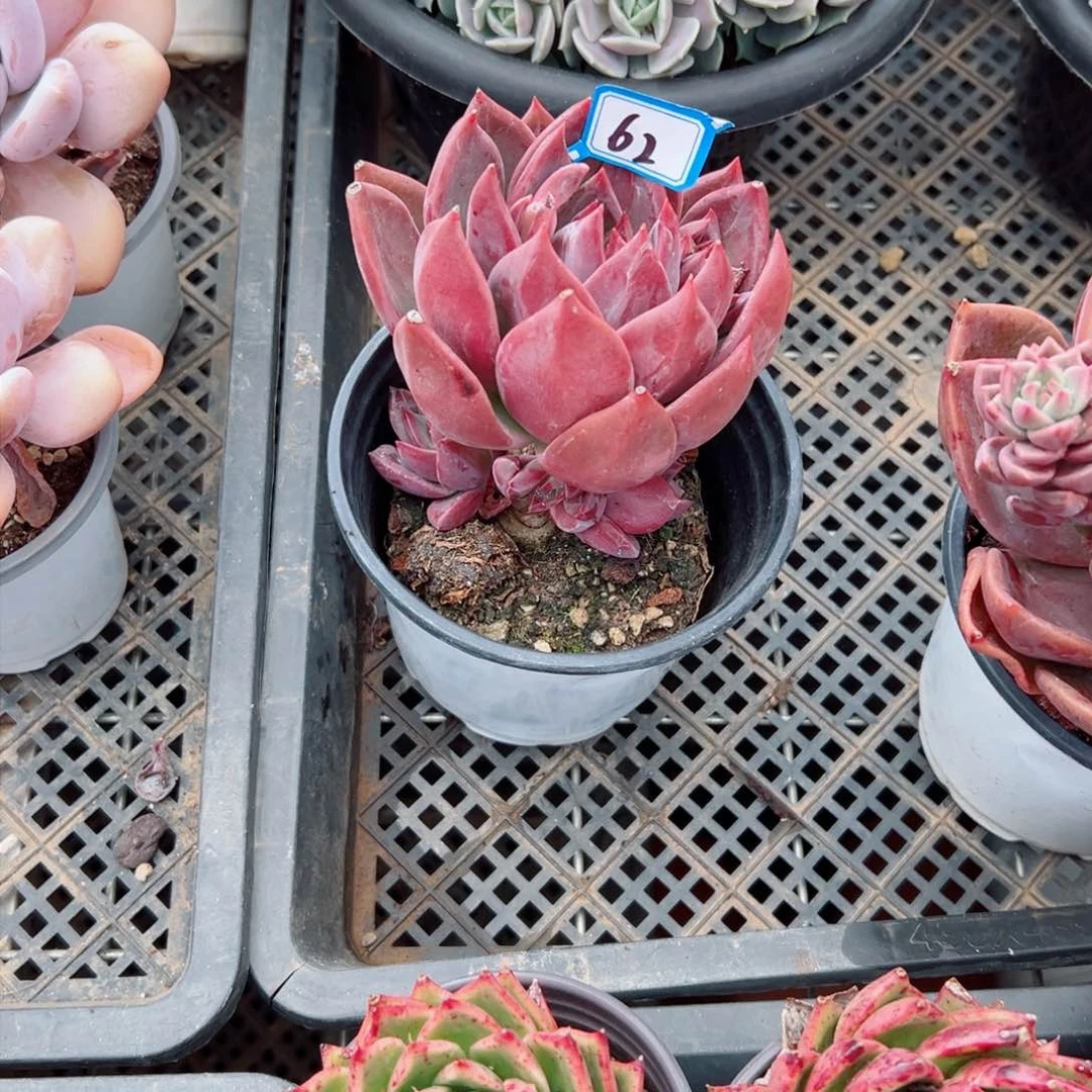彩**南精品多肉植物老桩