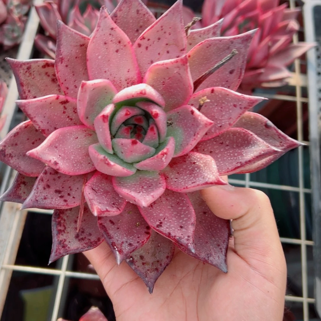 精品多肉植物老桩