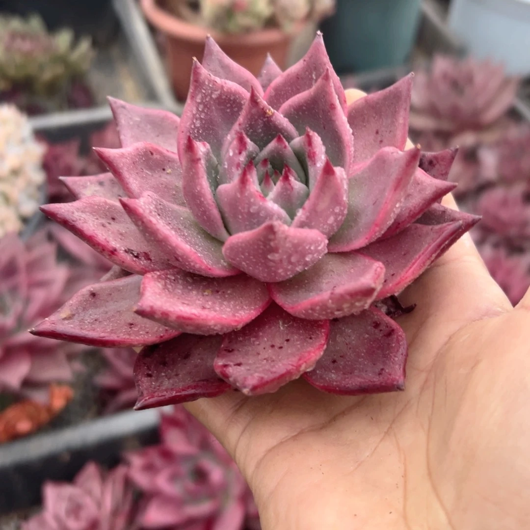 精品多肉植物老桩