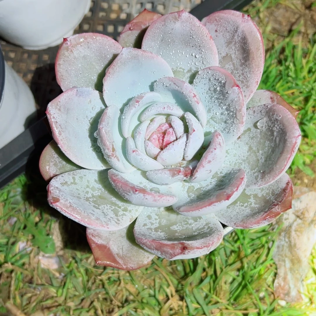 精品多肉植物老桩