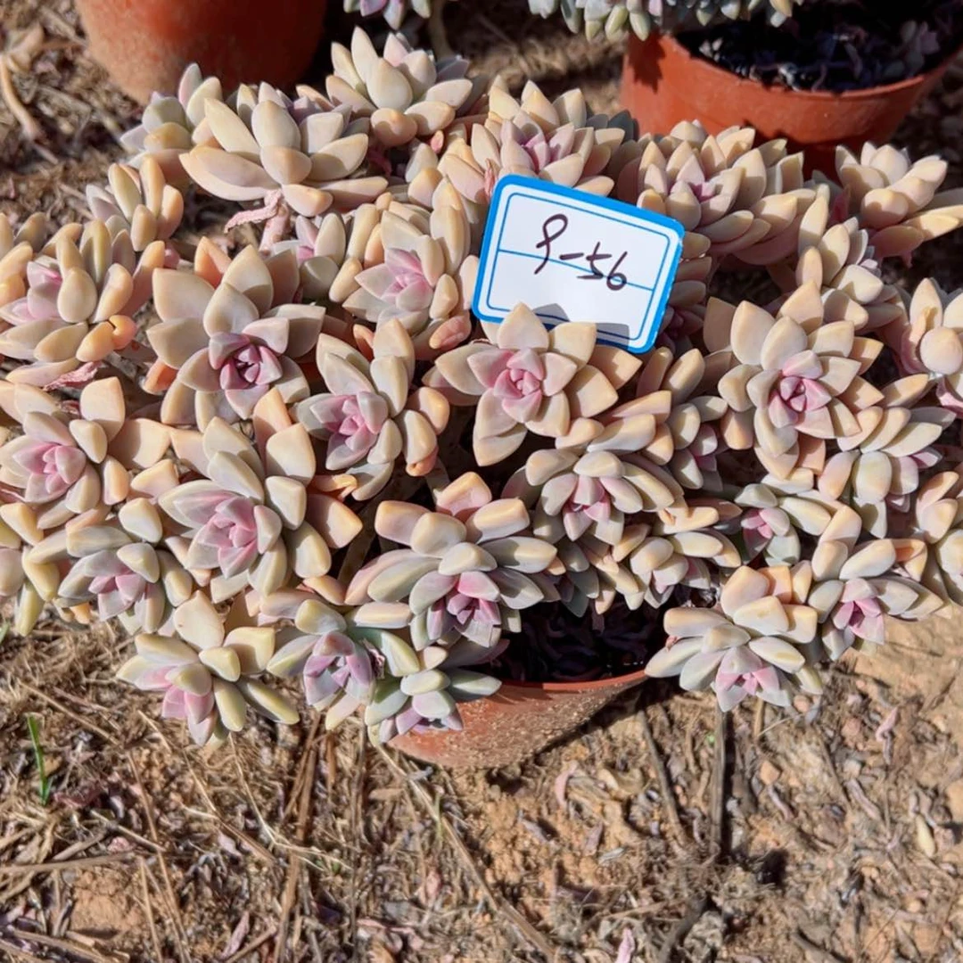 【闪购商品】全**身精品多肉植物老桩