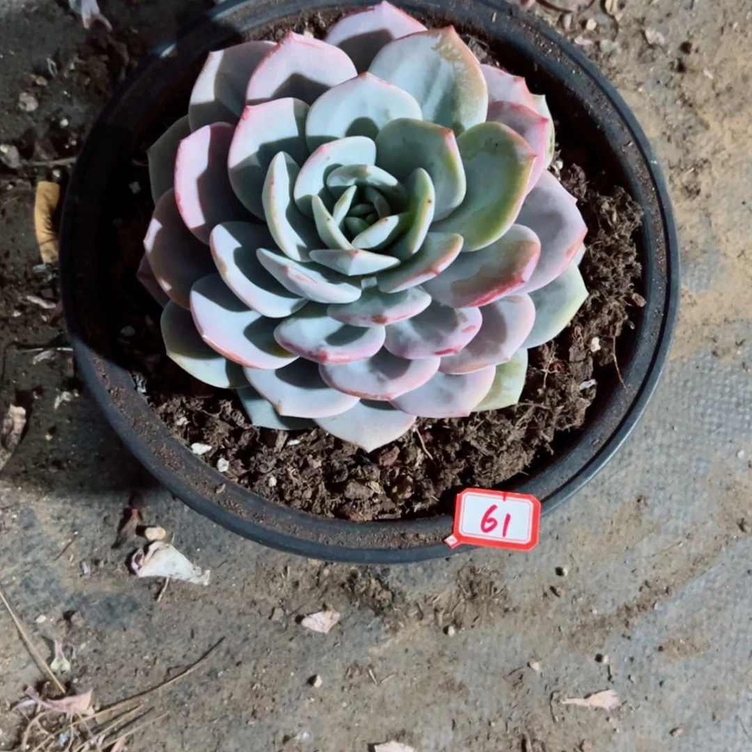 【闪购商品】糖*精品多肉植物老桩