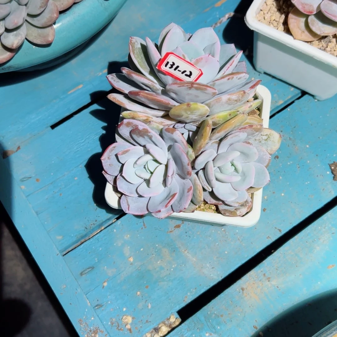 O****ɞ精品多肉植物老桩