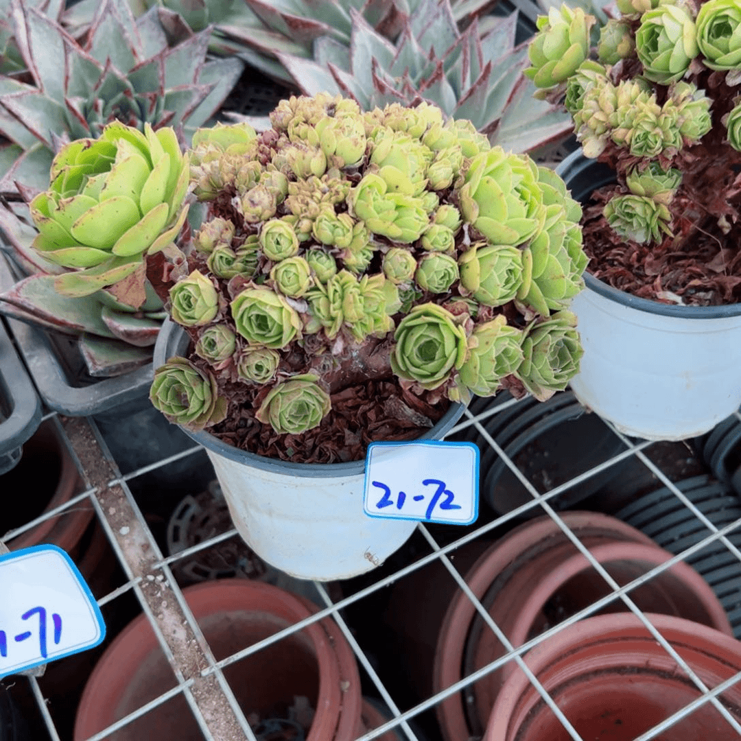 精品多肉植物老桩