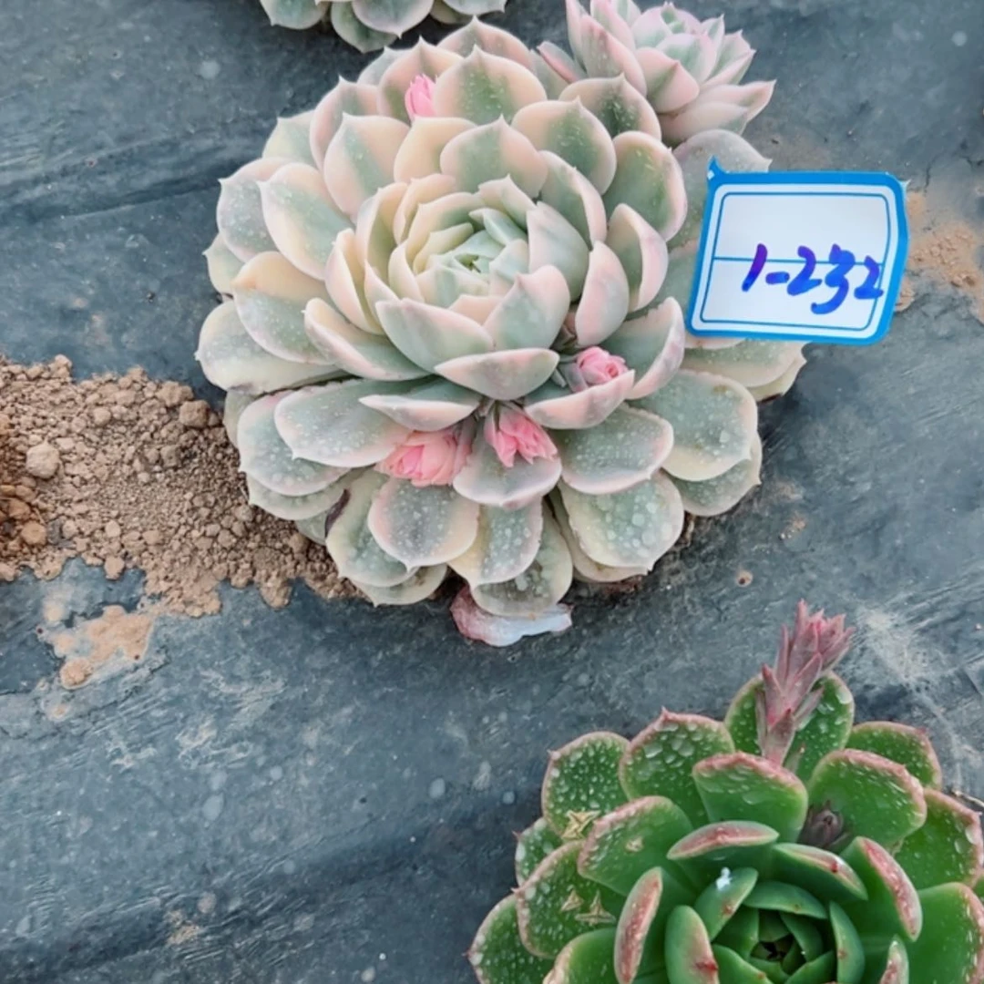 【闪购商品】孤*?精品多肉植物老桩