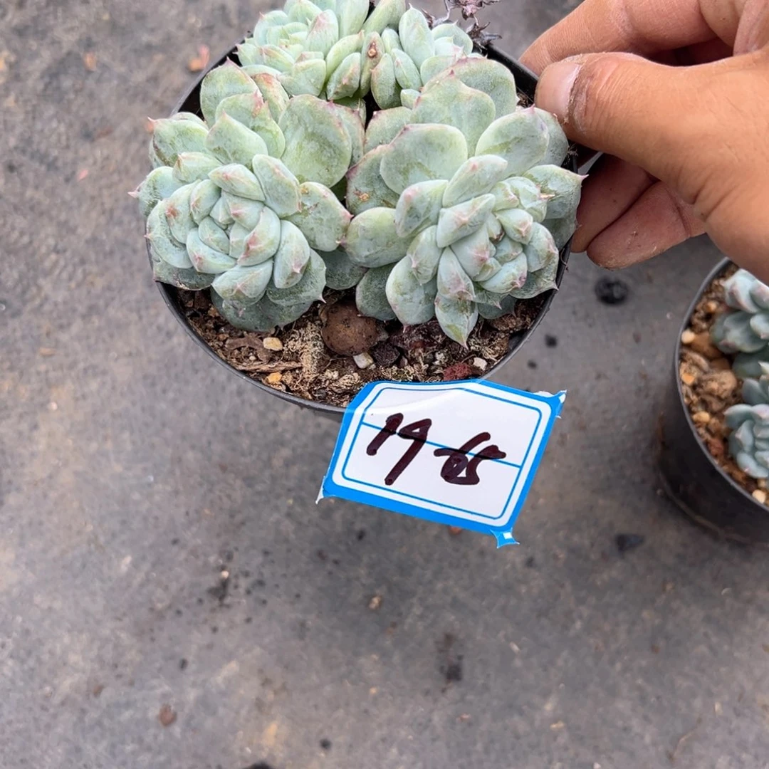 L*p精品多肉植物老桩