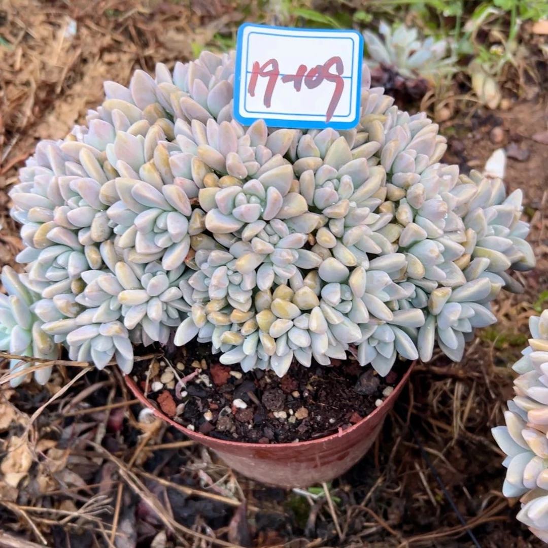 咱**肉精品多肉植物老桩