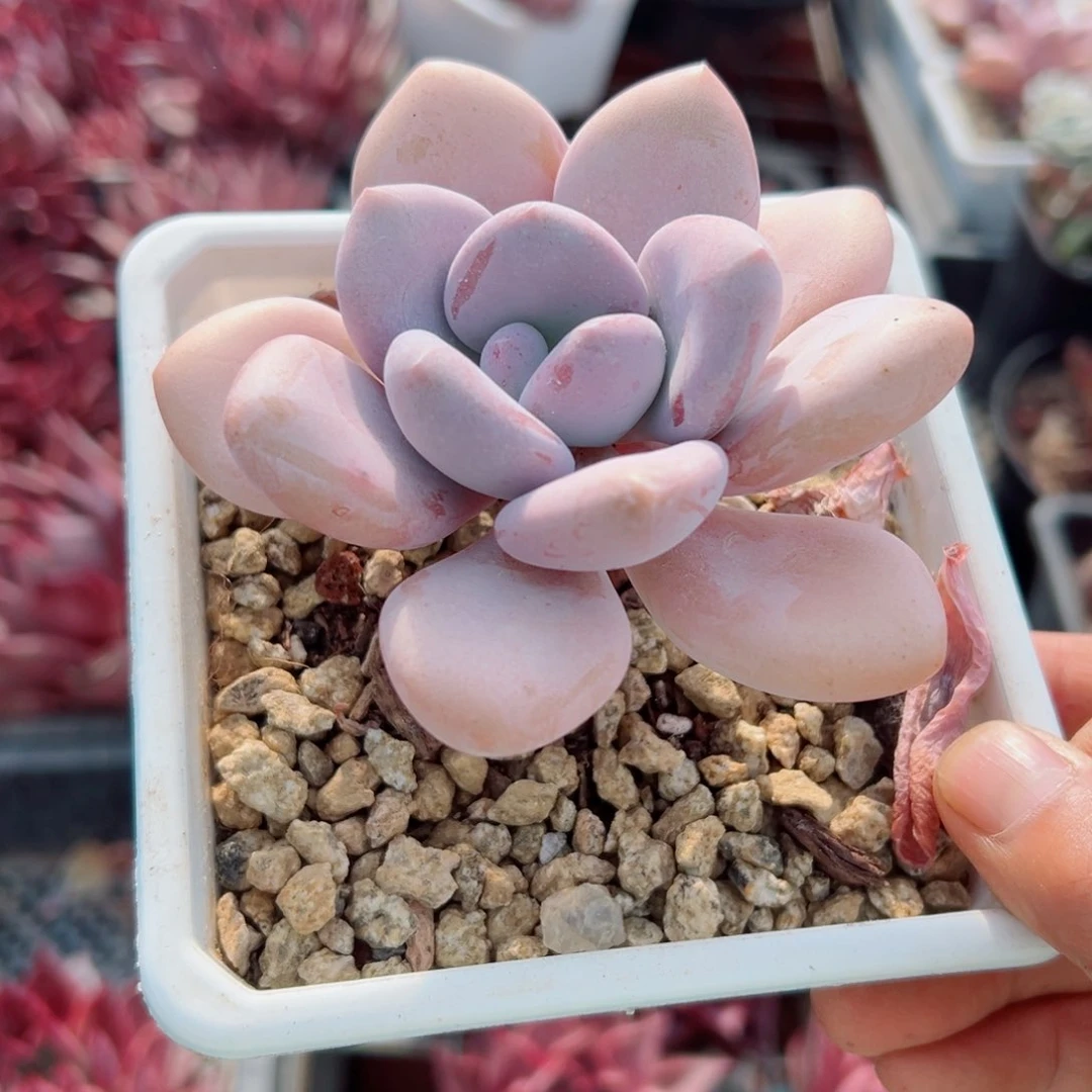 精品精品多肉植物老桩