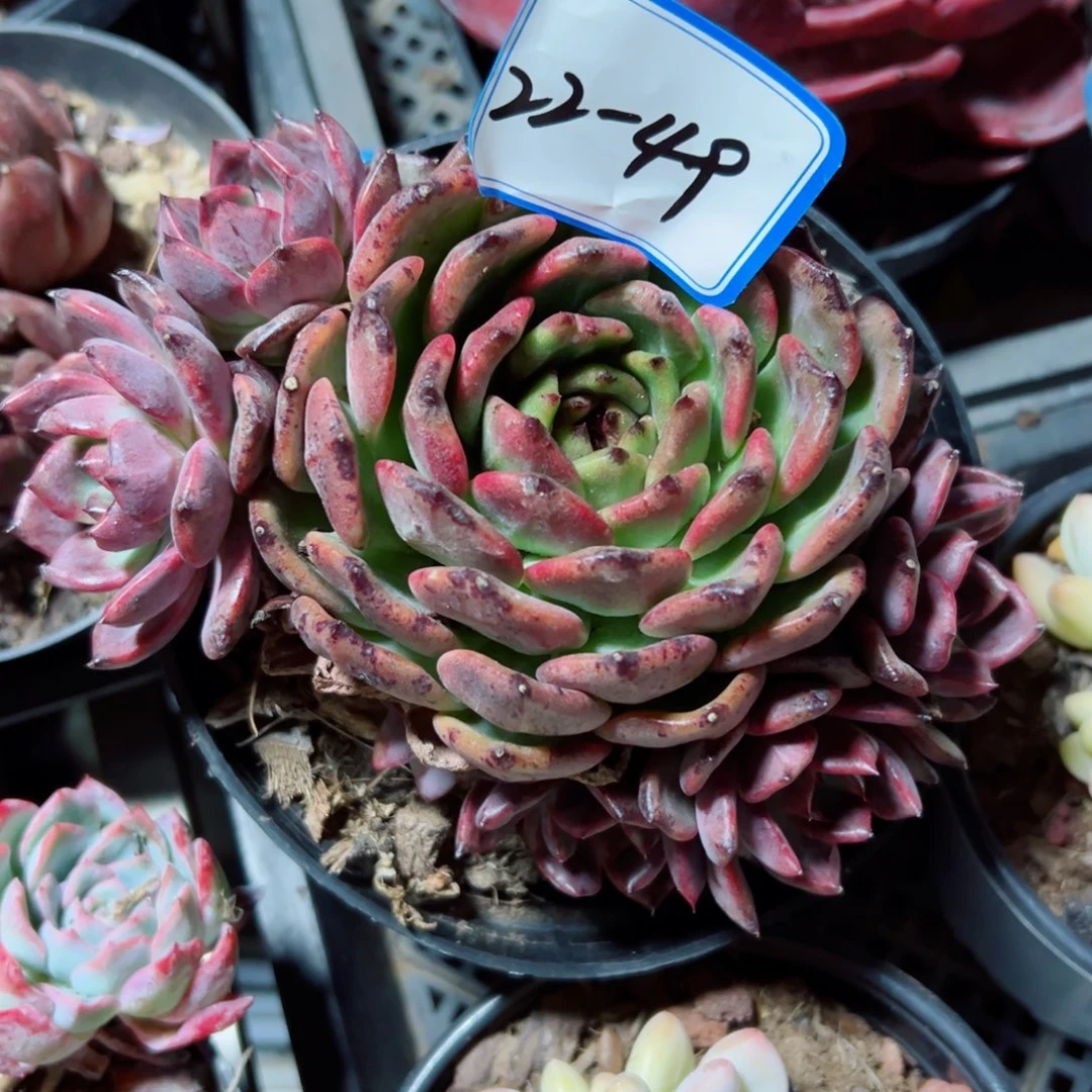 北*翼精品多肉植物老桩